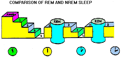 [Stages of sleep]